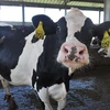 Bò sữa được nuôi tại trang trại ở Porterville, California, Mỹ. (Ảnh: AFP/TTXVN)