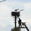 Công nhân sửa chữa đường dây điện tại Borodianka, Tây Bắc Kiev, Ukraine. (Ảnh: AFP/TTXVN)