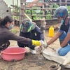 Chính quyền huyện Mang Yang hỗ trợ người dân cách phòng và điều trị bệnh lở mồm long móng. (Ảnh: Hoài Nam/TTXVN)