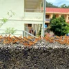 Châu chấu tre lưng vàng xuất hiện gây hại cho cây trồng tại xã Thiện Hòa, huyện Bình Gia, tỉnh Lạng Sơn. (Ảnh: TTXVN phát)