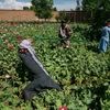 Lực lượng an ninh của Taliban phá hủy cánh đồng trồng thuốc phiện ở Parwan. (Nguồn: The Washington Post)