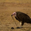 Một con kền kền ăn phân chó hoang châu Phi ở Công viên quốc gia South Luangwa của Zambia. (Nguồn: Nature Picture Library)