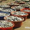 [Video] Được mùa cá nục, ngư dân Khánh Hòa thu nhập cao