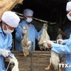 [Video] Quảng Ngãi tiêu hủy thêm ổ dịch cúm gia cầm H5N6 