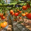 [Video] Lâm Đồng: Hàng trăm tấn cà chua bị đổ bỏ do thiếu nơi tiêu thụ