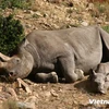 [Video] Người Việt Nam đang dần “quay lưng” với sừng tê giác