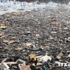 [Video] 1,5 triệu động vật trên đại dương chết vì rác nhựa mỗi năm