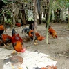 "Đậm đà" gà sống thiến nơi vùng đất Ngọc Lục Yên