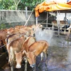 Phun thuốc tiêu độc khử trùng chuồng trại chống dịch lở mồm long móng ở bò tại huyện Triệu Phong. (Ảnh: Hồ Cầu/TTXVN)
