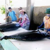 Sơ chế cá ngừ xuất khẩu tại thành phố Tuy Hòa. (Ảnh: Hồng Kỳ/TTXVN)