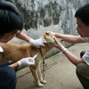 Tiêm vắcxin bệnh dại cho chó tại một gia đình ở thị xã Lai Châu.( Ảnh: Xuân Trường/TTXVN).