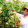 Nông dân thu hoạch cà chua. (Ảnh: Ngô Lịch/TTXVN)