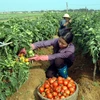 Nông dân thu hoạch cà chua với năng suất cao nhờ áp dụng khoa học kỹ thuật trong nông nghiệp. (Ảnh: Lan Xuân/TTXVN)