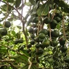 Quả mắc ca (macadamia). (Nguồn: Agriviet.com)
