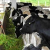 Đề xuất thành lập Ủy ban sữa quốc gia để điều tiết giá trên thị trường