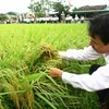 Khánh thành trung tâm sản xuất lúa lai có kinh phí hơn 30 tỷ đồng 