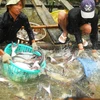 Sản lượng tôm nuôi và cá tra giảm mạnh do dịch bệnh và thời tiết