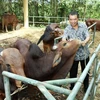 Lập Ban chỉ đạo chương trình “Bò giống giúp người nghèo biên giới”