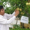 Australia hỗ trợ 1,4 triệu AUD phát triển trái cây vùng Tây Bắc