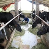 Cục Chăn nuôi phản hồi sau thông tin người dân đổ sữa ra đường