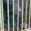 Gấu nuôi bị bỏ đói và chết hàng loạt tại các trang trại ở Hạ Long