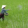 Cục Trồng trọt yêu cầu nông dân không dùng ximăng bón cho lúa 