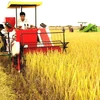 Áp dụng cơ giới hóa trong thu hoạch lúa. (Ảnh: Minh Đông/TTXVN)