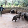 Lợn rừng nuôi tại trang trại Phương Nam. (Ảnh: Thanh Tâm/Vietnam+)