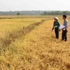 Nhiều diện tích lúa bị giảm năng suất do khô hạn ở Đắk Lắk. (Ảnh: Dương Giang/TTXVN)