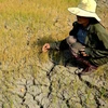 Hạn hán khiến ruộng đất khô cằn, nhiều diện tích lúa hư hại. (Ảnh: Hoài Nam/TTXVN)