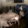 Nhân viên Chi cục thú y kiểm tra đàn lợn chuẩn bị đưa vào cơ sở giết mổ ở Quảng Bình. (Ảnh: Vũ Sinh/TTXVN)