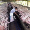 Chăn nuôi lợn theo tiêu chuẩn VietGap ở thành phố Hồ Chí Minh. (Ảnh: Mạnh Linh/TTXVN) 