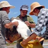 Diêm dân thu hoạch muối ở thị trấn Cần Giờ. (Ảnh: Mạnh Linh/TTXVN)