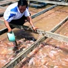 Triển khai mô hình nuôi cá diêu hồng mang lại hiệu quả kinh tế cao. (Ảnh: Đình Huệ/TTXVN)