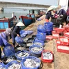 Thương lái thu mua cá của ngư dân ở Quảng Trị. (Ảnh: Thanh Thủy/TTXVN)