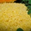 Viện nghiên cứu Lúa gạo Quốc tế (IRRI) vừa giới thiệu loại gạo biến đổi gen mới "gạo vàng." (Nguồn: AFP-TTXVN)