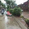 Cây bật gốc, nước ngập đoạn đường tại Khu đô thị Đại Thanh. (Ảnh: Thanh Tâm/Vietnam+)