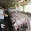 Hộ gia đình chăn nuôi lợn đạt tiêu chuẩn VietGap ở thành phố Hồ Chí Minh. (Ảnh: Mạnh Linh/TTXVN)