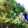 Phát quang bụi rậm tại rừng phòng hộ Chùa Hương Tích. (Ảnh: Hoàng Ngà/TTXVN)