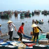 Thu mua cá tại cảng ở Thanh Hóa. (Ảnh: Trọng Đạt/TTXVN)