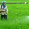 Nông dân phun thuốc trừ cỏ và sâu bệnh cho lúa. (Ảnh: Đoàn Hữu Trung/TTXVN)
