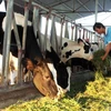 Trang trại chăn nuôi bò sữa của hộ nông dân ở Hà Nam. (Ảnh: Vũ Sinh/TTXVN)