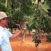 Phát triển trồng mắc ca ở Tây Nguyên. (Ảnh: Hoàng Hải/Vietnam+)