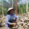Vườn tiêu trồng ở Bình Phước chết dần do hạn hán năm 2016. (Ảnh: Đậu Tất Thành/TTXVN)