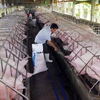 Chăn nuôi lợn theo tiêu chuẩn VietGAP tại Thành phố Hồ Chí Minh. (Ảnh: Mạnh Linh/TTXVN)