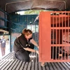 Vận chuyển các cá thể gấu về Trung tâm Cứu hộ Gấu Việt Nam. (Ảnh: NguồnTổ chức Động vật Châu Á)