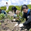 Đoàn viên thanh niên trồng rừng tại khu vực rừng phòng hộ Cần Giờ, Thành phố Hồ Chí Minh. (Ảnh: An Hiếu/TTXVN)