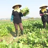 Nông dân thu hoạch rau trồng theo tiêu chuẩn VietGAP tại Bắc Giang. (Ảnh: Thanh Tâm/Vietnam+)