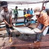 Ngư dân chuyển cá ngừ từ tàu đánh bắt lên cảng tại Quảng Ngãi. (Ảnh: Lâm Khánh/TTXVN)