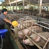 Nông dân chăm sóc đàn lợn nái ở Tiền Giang. (Ảnh: Vũ Sinh/TTXVN)